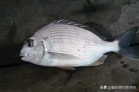 垂钓频率最高的6种海鱼，你都钓过吗？图片