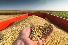 居心叵测？为何美国宁愿“亏本”，也要向中国出口大量粮食？图片