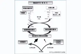 长治市第二人民医院：全面总结不同原因导致的获得性维生素K缺乏的凝血病案例分析图片