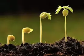 光合作用——大自然中最普通常见的化学反应图片