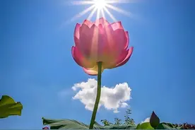 神奇十句话让内心更纯净，让世界更美好图片