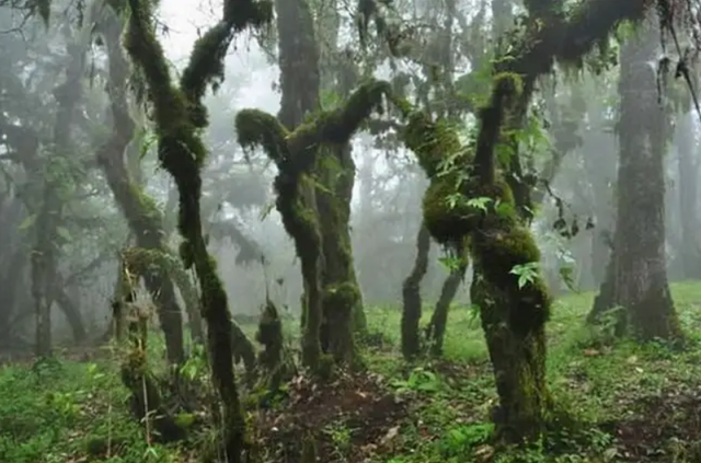 1945年，一个日本5口之家逃进中国原始森林，40年后结局令人意外