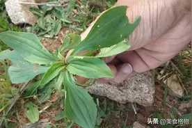 车前草煮鸡蛋，老一辈人留给我们的土方法，很多人都不知道图片