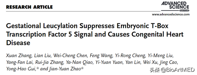 孕期管住嘴！孕期高亮氨酸致子代先天性心脏病机制