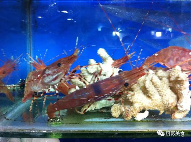 40头的花胶是几级 2025年花胶40头是什么意思?