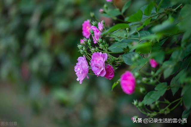 推荐3个重庆主城看蔷薇花的地方，你去过几个？