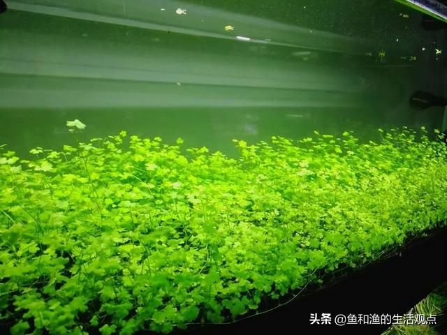 踏春必备“百草图”之三，身边那些有价值的野草，你能认识几种？