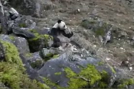 陕西拍到野生大熊猫吃肉，啃着扭角羚骨头，看见有人才慢悠悠逃跑图片