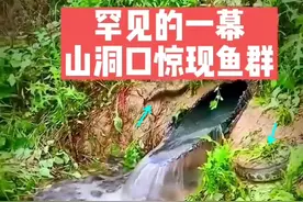 哪来的？广东一小水沟里黑鱼扎堆，随后都被老乡捉走图片