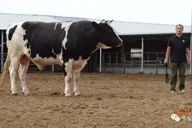 “奶公牛育肥”是资本在中国牛业最大的机会图片