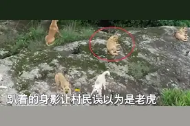 浙江村民拍到多只黄毛生物，声称是华南虎，是真的吗？图片