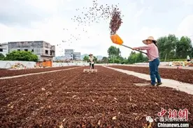产值超十亿元！梧州这种“致富果”出圈啦图片