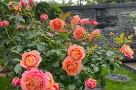 月季花有个新品种，叫“大花美人”，色香俱全，勤花，很值得拥有图片