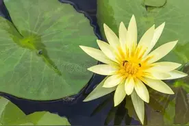 写给最爱的你：想你，念你，爱你，恋你，却再也不去打扰你图片