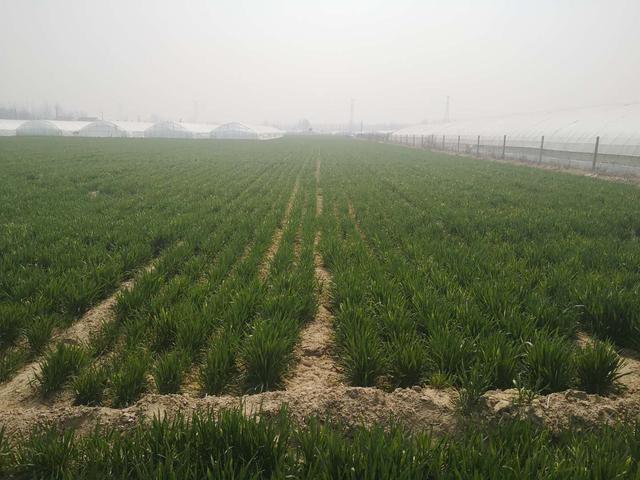 小麦冻害减产严重，喷施防冻剂有用吗？农户别再用错了