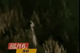 #深圳公园#市民夜跑发现俩“蹦迪”蟒蛇，119勇者们现已盘回图片