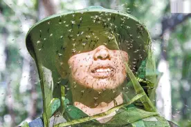 中国北湾边防线：7只军犬被蚊子咬死，战士每天灭蚊装满20个脸盆图片