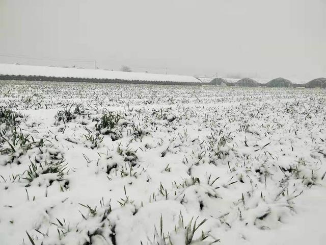 小麦冻害减产严重，喷施防冻剂有用吗？农户别再用错了