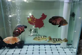 长期不换水，天天在喂鱼，鱼缸内的藻类是如何进行控制的？图片