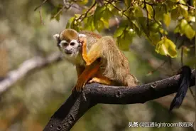 野生动物摄影指南：新手摄影师怎么拍出有趣的野生动物照片？图片