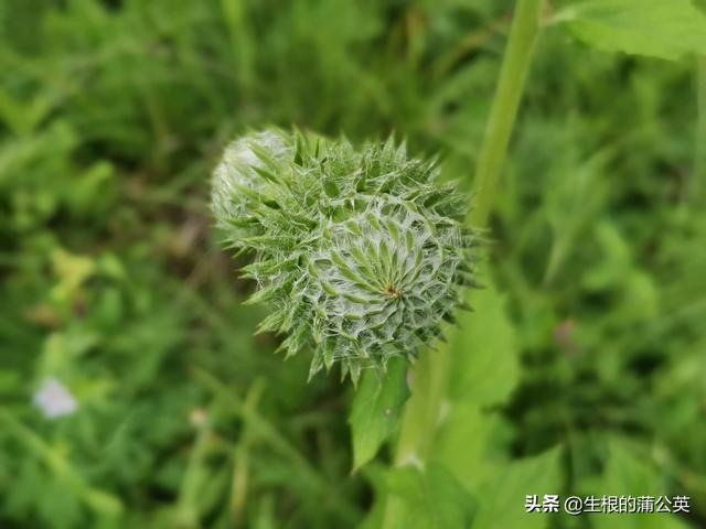 内蒙古草原野花图鉴