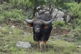 世界最凶猛2种野牛，非洲水牛和印度野牛，它们打起来谁更厉害？图片