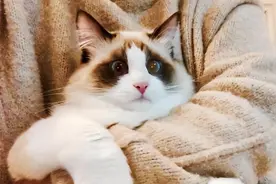 和“布偶猫”关系再好，也不要做这些事，记住了！图片