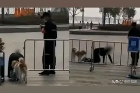 网曝深圳一女子和狗同拴一根绳跪地爬行，边爬边学狗叫，警方：已找到女子问询图片