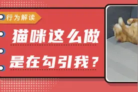 原来猫咪做这5件事，是为了吸引你的注意！图片