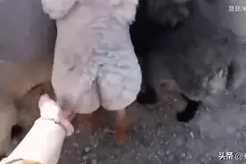 猛吸一口羊屁股，立刻提神上头图片