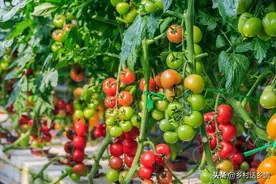 蔬菜增产最好的“配方套餐”，啥作物也能用，安全高效无残留图片