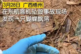 MU5735坠毁第八天现场飞来一只黑蝴蝶图片