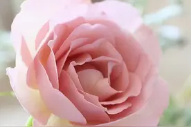 能屈能伸，能放下身段的星座，有原则感，也拥有处事的智慧图片