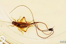 铁线虫：最恶毒的寄生虫，控制寄主跳水自杀，也许人类也难逃噩运图片