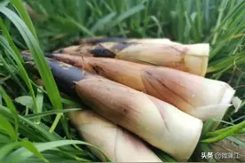 “明月雷竹笋”“蒲江樱桃”农产品地理标志授权用标开始啦！图片