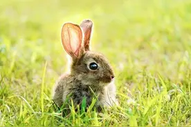 三分钟带你了解兔子图片