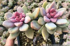 来一波又肥又美的3种多肉，虽然是普货，养好了也很美图片