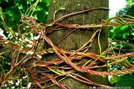 一味补肾阳、养肾阴的中药：上养肝明目，中补肾固精，下安胎止泻图片