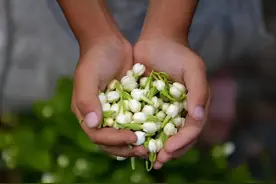 茉莉花茶的魅力在哪里？四川碧潭飘雪茉莉花茶先导评测来了图片