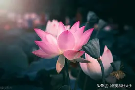 提前泄的快，宗筋敏感度太高？中医:唯有补阳气才可以增加固涩力图片