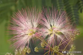 生活中常见的合欢树为什么会叫“鬼树”？合欢树真有那么可怕吗？图片