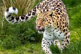 野生“东北豹”现身黑龙江，体重超过200斤，进村咬死100多只鸡图片