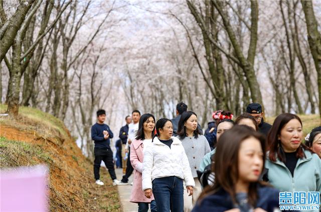 贵安樱花园最新实拍图来啦！