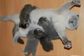 动物带娃的崩溃瞬间，情绪都太真实了图片