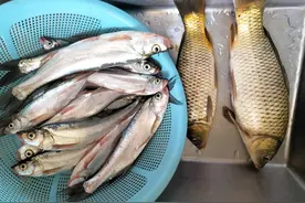 泥鳅钓翘嘴心得分享图片