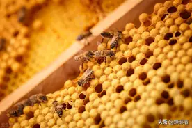 养蜂人常说的盗蜂究竟是什么，对蜂群有何影响？一起来了解一下图片