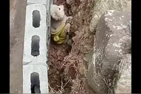 狗狗因鞭炮声被吓跑丢，10天后才在水泥缝中发现它，已瘦成皮包骨图片