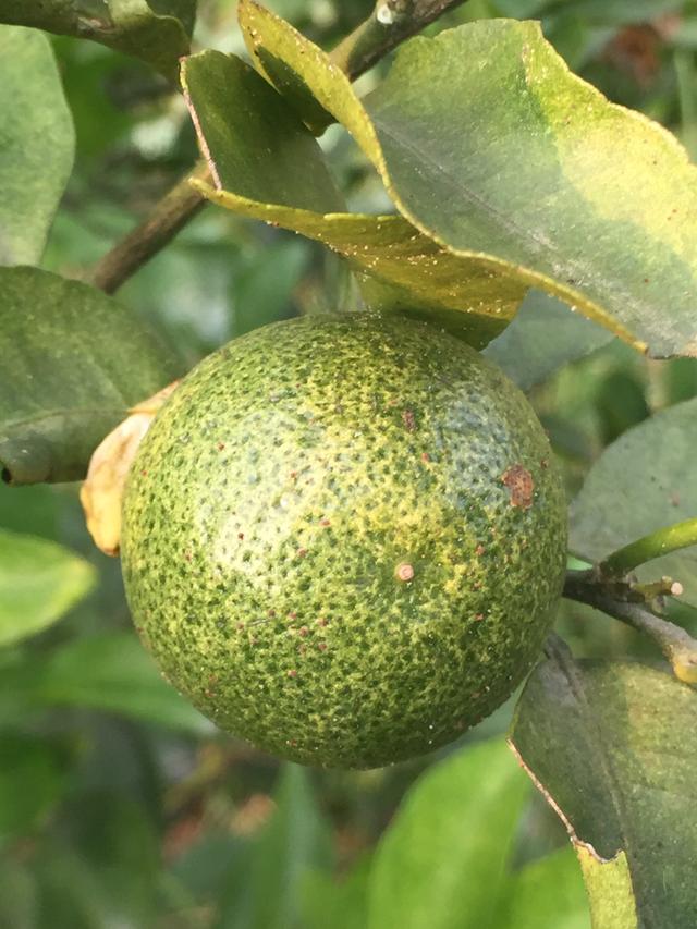 鏌戞鐣欐爲淇濋矞鍗栭珮浠凤紵鍝佺瑕佹眰銆佸噯澶囧伐浣滐紝浣犻兘鐭ラ亾鍚楋紵椹檸涓嶅緱