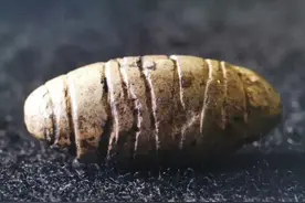 河北考古发现了哪些丝绸文物？你了解吗？图片