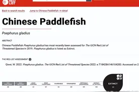 IUCN红色名录宣布白鲟灭绝，联合国报告曾指出导致灭绝的重要原因图片